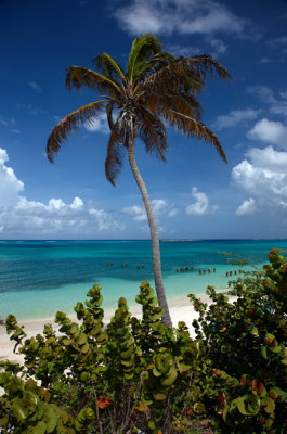 CLBR 5927 palm tree and seagrape trees .jpg