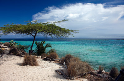 CLBR 6154 seascape with sand and tree .jpg