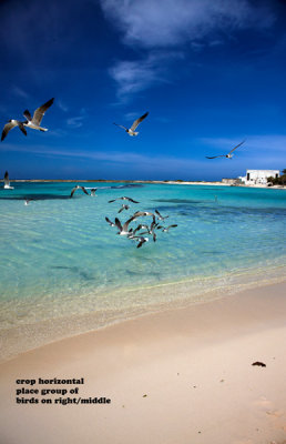 CLBR 6293 seagulls at lagoon .jpg