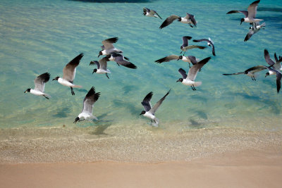 CLBR 6319 seagulls near sand .jpg