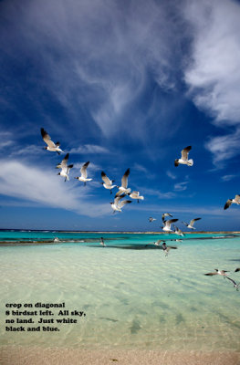 CLBR 6380 seagulls against sky .jpg
