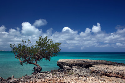 CLBR 7606 seascape coral tree .jpg