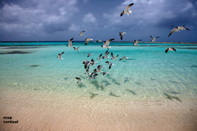 CLBR 8017 seagulls in lagoon .jpg