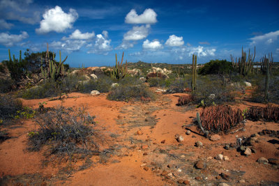 CLBR 9681 cactus scrub blue sky .jpg