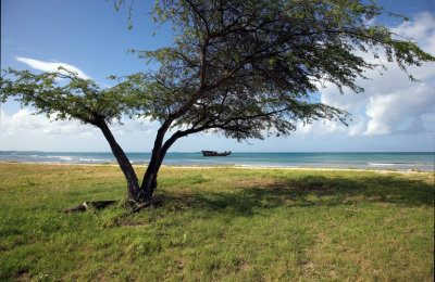 CLBR 9991 tree with ship hulk .jpg