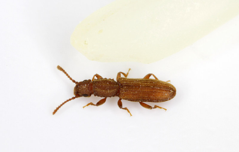 Oryzaephilus-surinamensis.jpg
