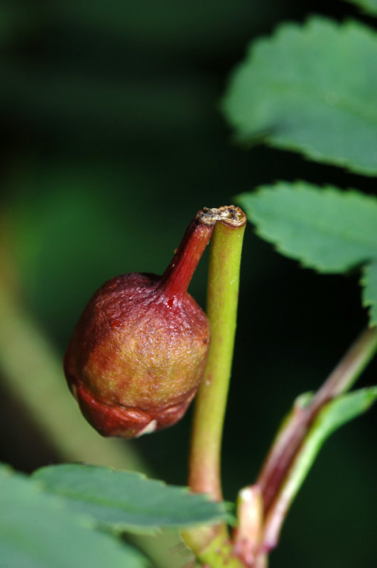 Rosa-pimpinellifolia_Anthonomus-rubi.jpg