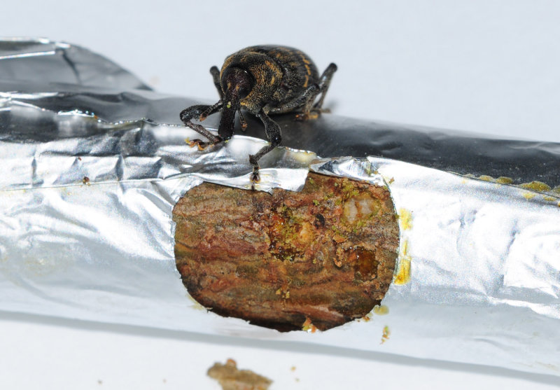 Hylobius_preference-test2.jpg