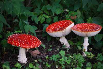 Amanita_18-08-13_at15-15.jpg