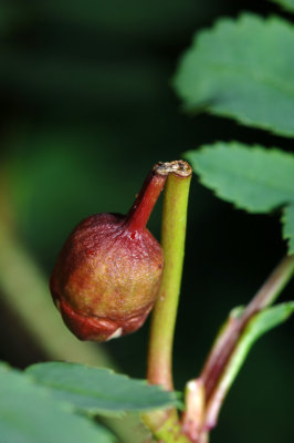 Rosa-pimpinellifolia_Anthonomus-rubi.jpg