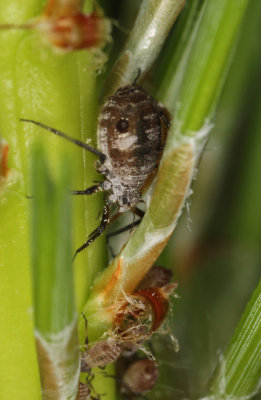 Cinara-pinea_female-nymphs.jpg