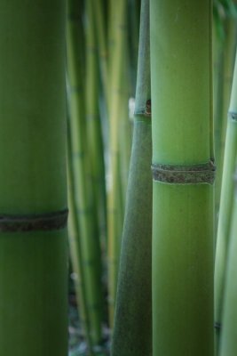 BAMBOO