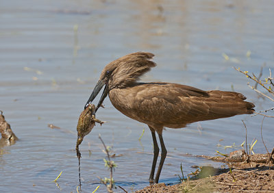 Hamerkop with Frog (trailing eggs)