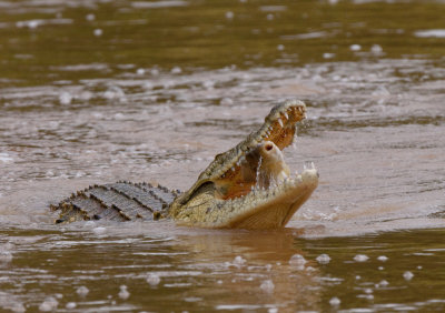 Crocodile Catching Fish