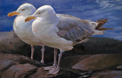 Gulls, Monhegan 19 x 29