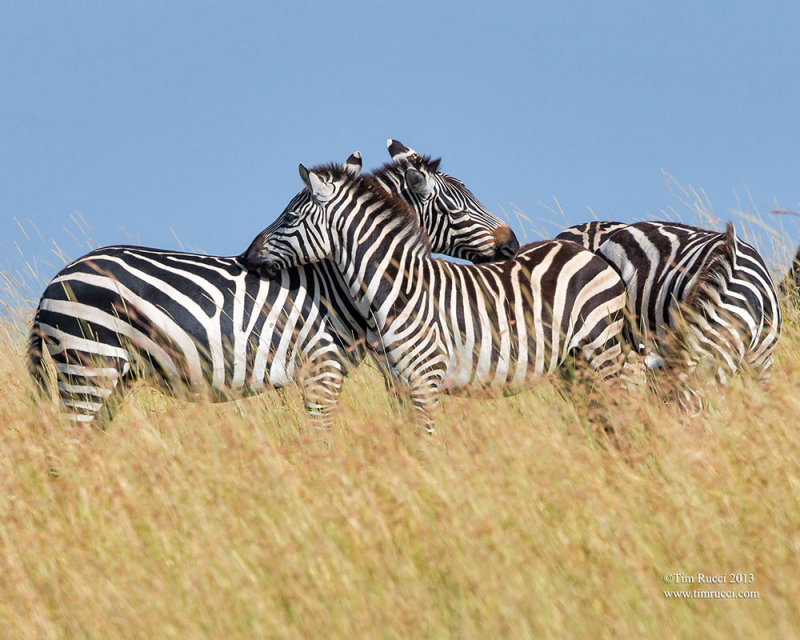 1DX_10242 - Zebras