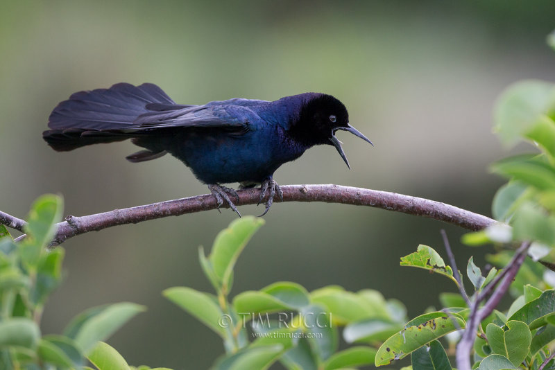 1DX79999 - Boat Tailed Grackle