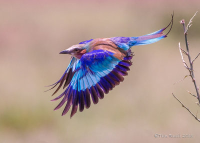 1DX12070 - Lilac Breasted Roller