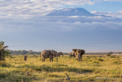 M4_10985 - Elephants and Mt. Kilimanjaro
