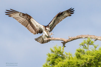 Osprey Landing - 1DX_51472Y2