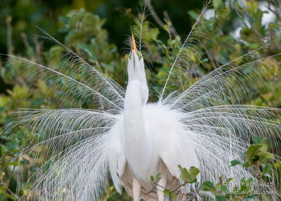 1DX49600 - Great Egret displaying