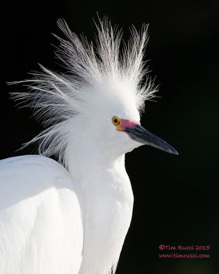 1DX49727 - Snowy Egret portrait