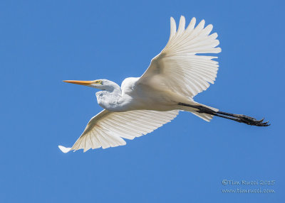 1DX50186 - Great Egret in flight