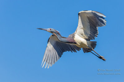 1DX50689 - Tricolor Heron