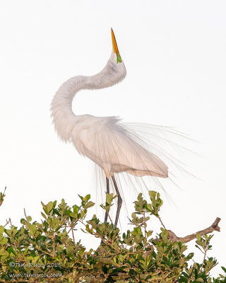 1DX51225 - Great Egret - displaying in evening light