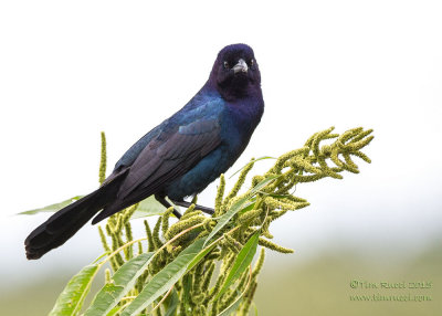 1DX52593 - Grackle