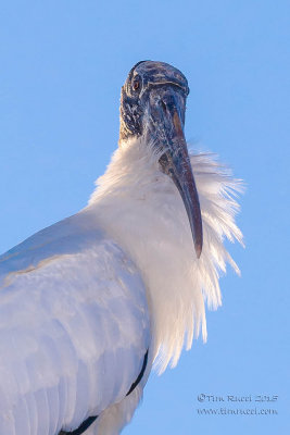 1DX51186 - Wood Stork backlit portrait