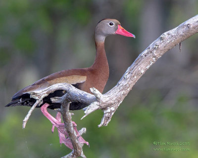 1DX51576 - Black Bellied Whistling Duck 