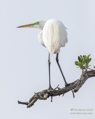 Florida Birding 2015