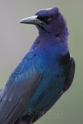1DX77827 - Boat Tailed Grackle