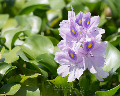 1DX79542 - Water  Hyacinth