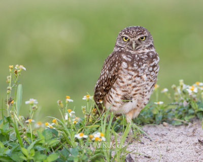 1DX79720 - Burrowing Owl