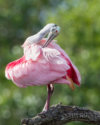 M4_17249 - Roseate Spoonbill