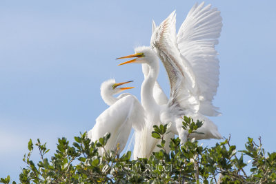 M4_17232 - Great Egret Chicks