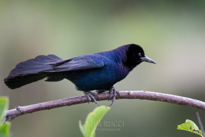 1DX80001 - Boat Tailed Grackle