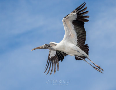 1DX77273 - Wood Stork 