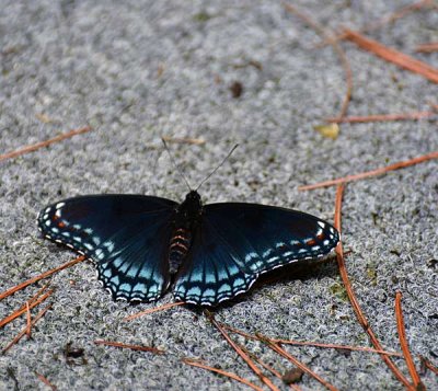DSC_0991.jpg
