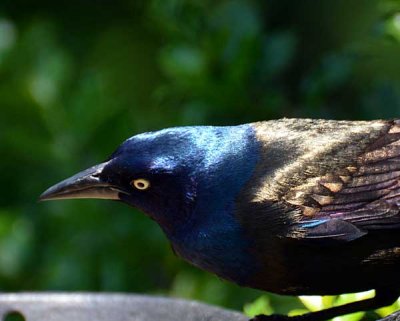d7100_birds_3