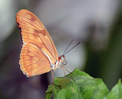 DSC_2533.jpg
