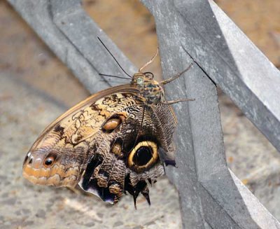 DSC_2534.jpg