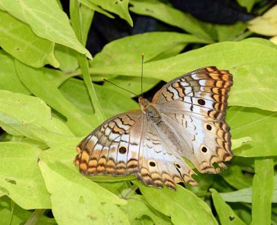 DSC_2581.jpg
