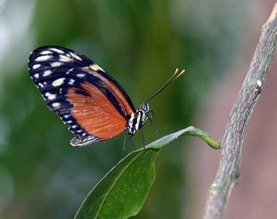DSC_2620.jpg