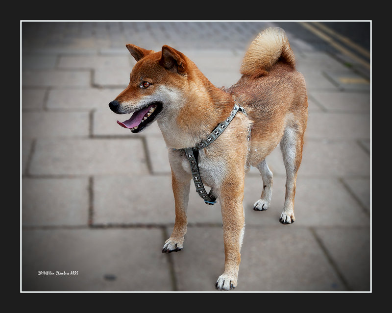 Japanese Shiba inu one
