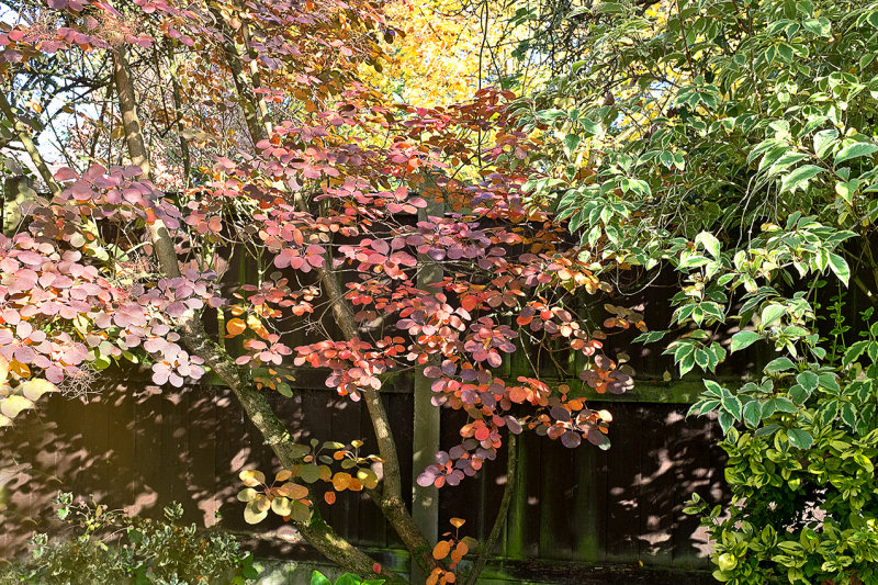 Janette's Garden 2015