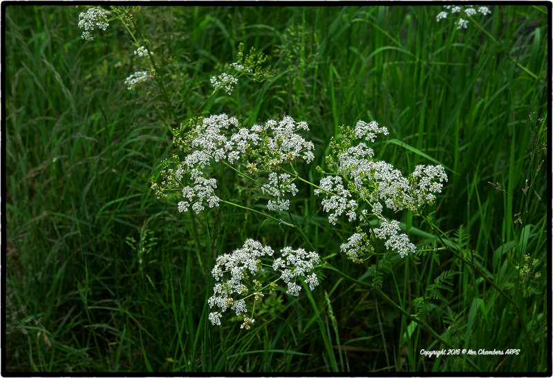 Sheeps Parsley 