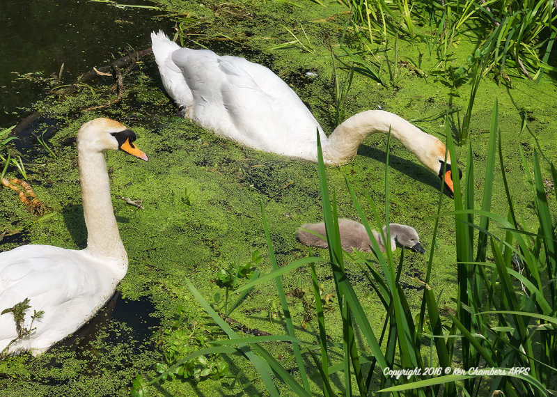 Caring for the Young.